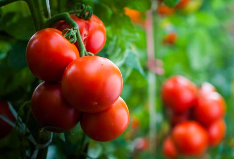 How To Grow Tomatoes: Your Full Guide - Shrubhub