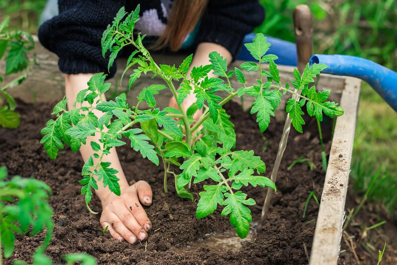 How To Grow Tomatoes: Your Full Guide - Shrubhub