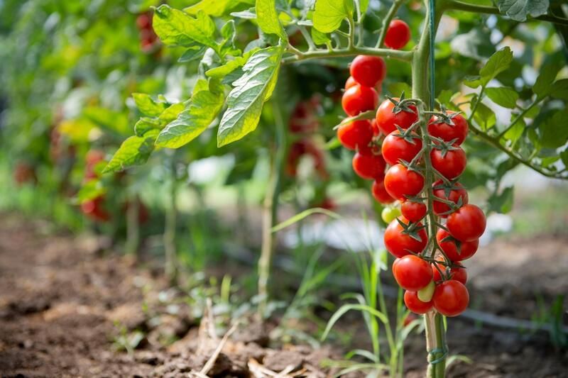 How To Grow Tomatoes: Your Full Guide - Shrubhub