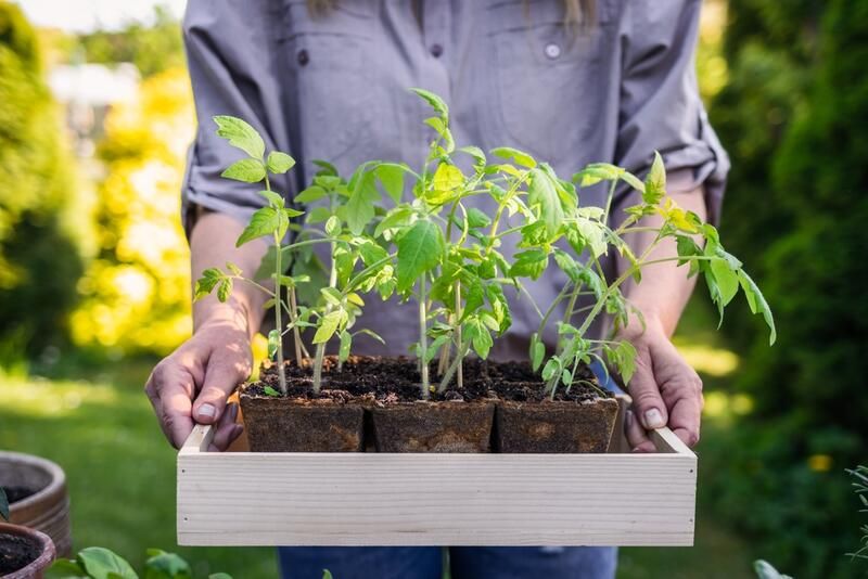 How To Grow Tomatoes: Your Full Guide - Shrubhub