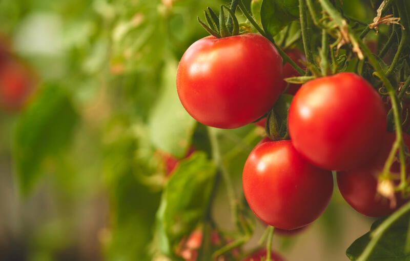 How To Grow Tomatoes: Your Full Guide - Shrubhub