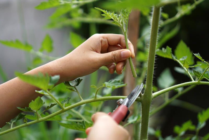 How To Grow Tomatoes: Your Full Guide - Shrubhub