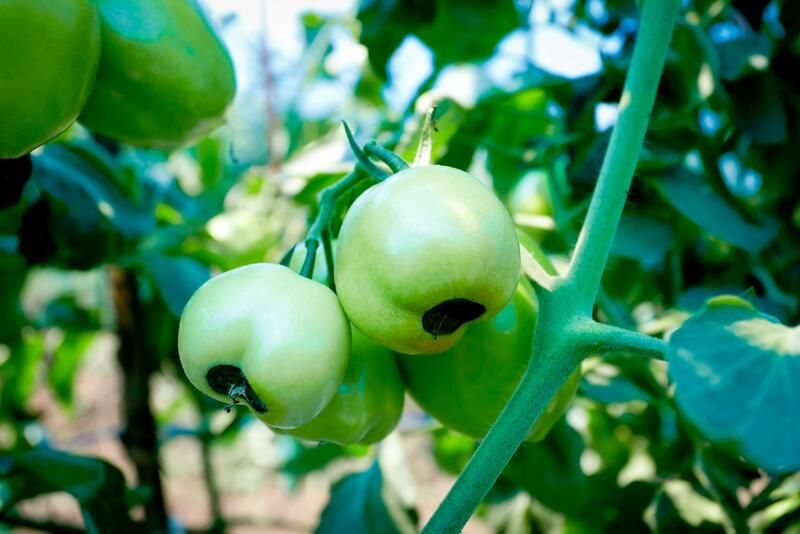 How To Grow Tomatoes: Your Full Guide - Shrubhub