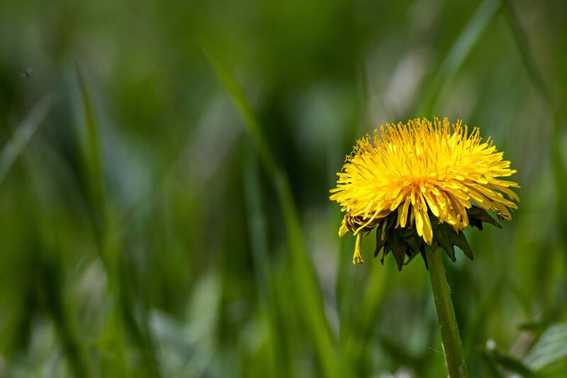 Dandelion Benefits You Didn't Know About: Health Benefits - Shrubhub