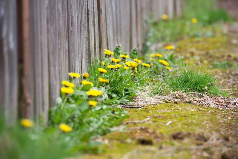 Dandelion Benefits You Didn't Know About: Health Benefits - Shrubhub