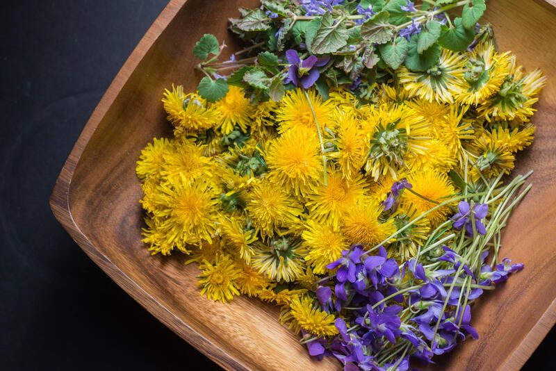 Dandelion Benefits You Didn't Know About: Health Benefits - Shrubhub