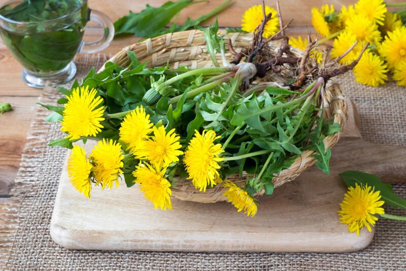 Dandelion Benefits You Didn't Know About: Health Benefits - Shrubhub