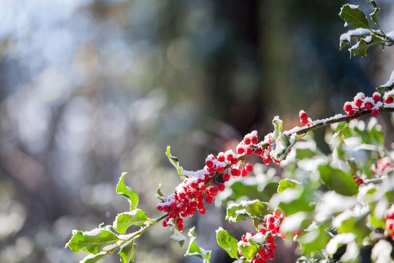 Your Gardening How-To Guide: Holly Bushes Edition - Shrubhub