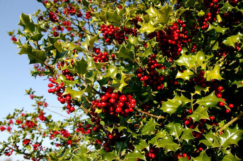 Your Gardening How-To Guide: Holly Bushes Edition - Shrubhub