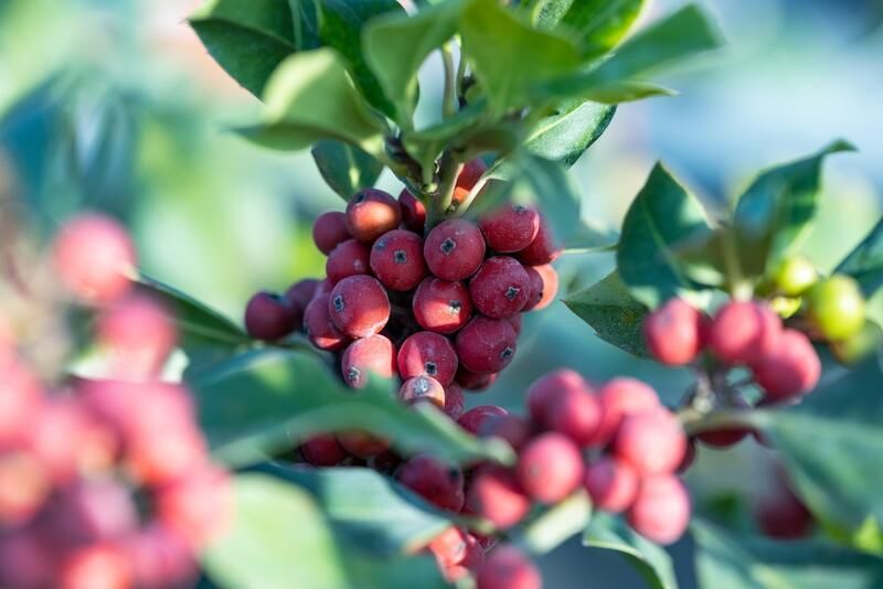 Your Gardening How-To Guide: Holly Bushes Edition - Shrubhub