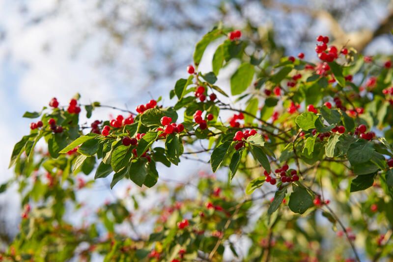 Your Gardening How-To Guide: Holly Bushes Edition - Shrubhub