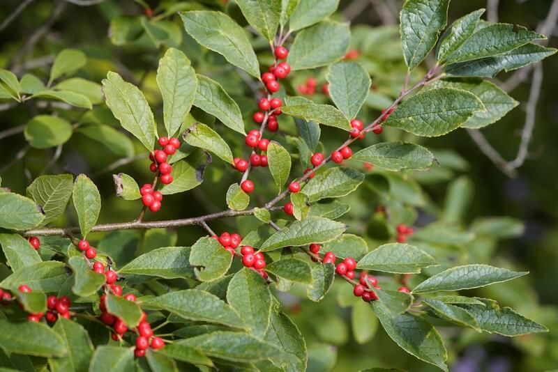 Your Gardening How-To Guide: Holly Bushes Edition - Shrubhub