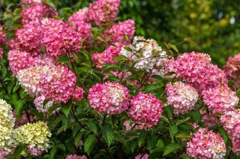 Spring Gardening: How to Prepare Your Landscape for a Thriving Season - Shrubhub