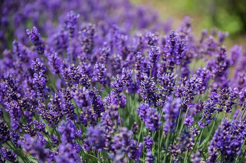 Spring Gardening: How to Prepare Your Landscape for a Thriving Season - Shrubhub