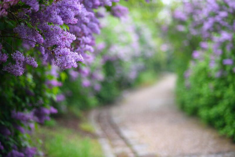 Why We Love Bloomerang Lilacs (and You Will too!) - Shrubhub