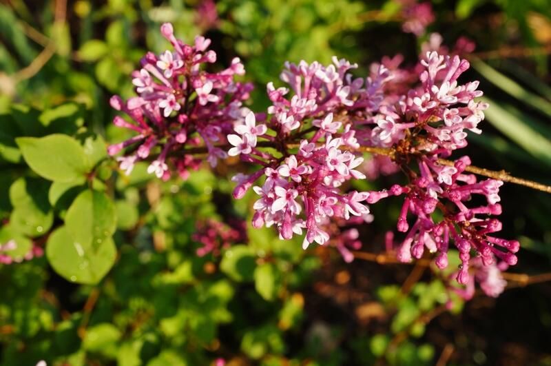 Why We Love Bloomerang Lilacs (and You Will too!) - Shrubhub