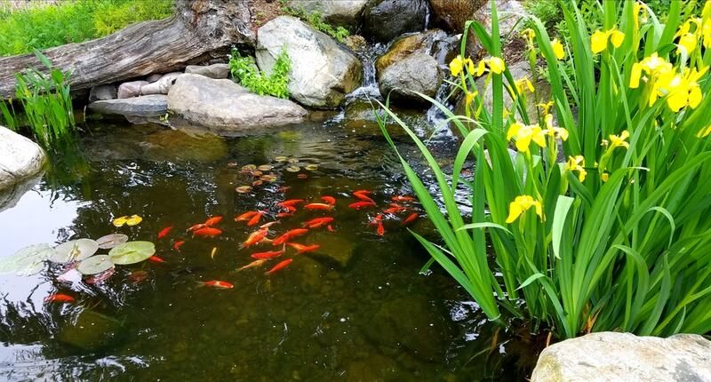 small fish pond design ideas