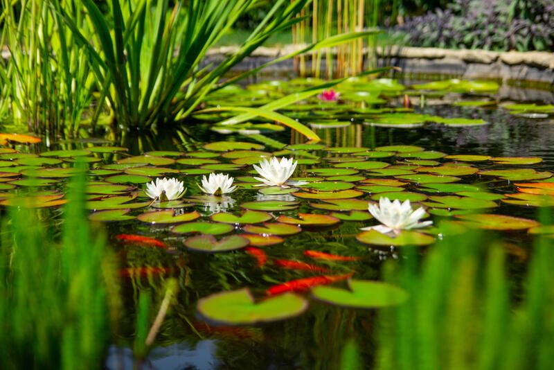 Brilliant Koi Pond Design Ideas for a Breath-taking Makeover - Shrubhub