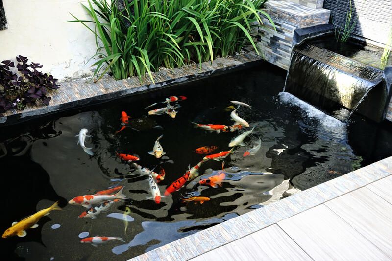 Brilliant Koi Pond Design Ideas for a Breath-taking Makeover - Shrubhub