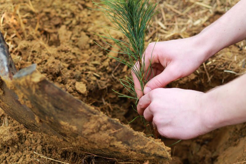 Know Your Garden: The World of Dirt & Their Types of Soil - Shrubhub