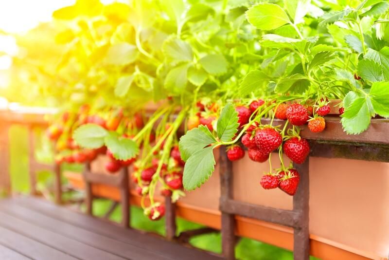 15 Balcony Edible Garden Ideas For Limited Outdoor Space - Shrubhub