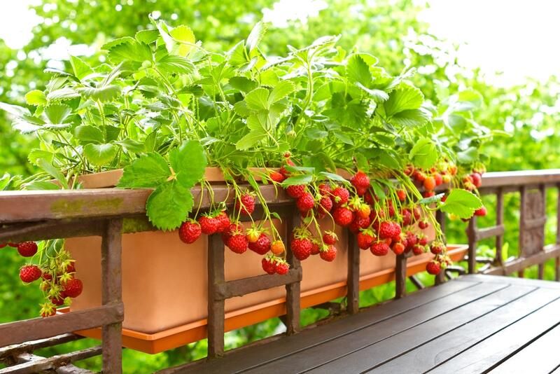 15 Balcony Edible Garden Ideas For Limited Outdoor Space - Shrubhub