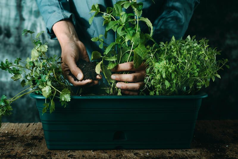 15 Balcony Edible Garden Ideas For Limited Outdoor Space - Shrubhub