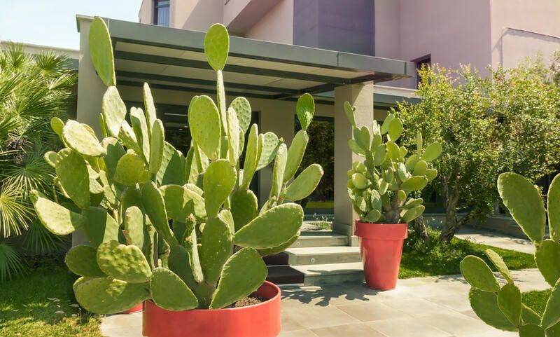 20 Desert Plants That Can Withstand Scorching Heat & Extreme Drought - Shrubhub