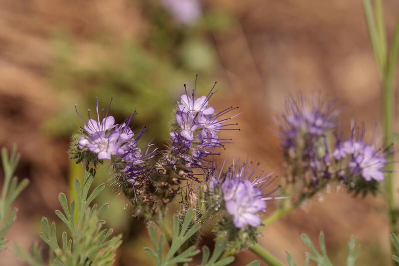 20 Desert Plants That Can Withstand Scorching Heat & Extreme Drought - Shrubhub