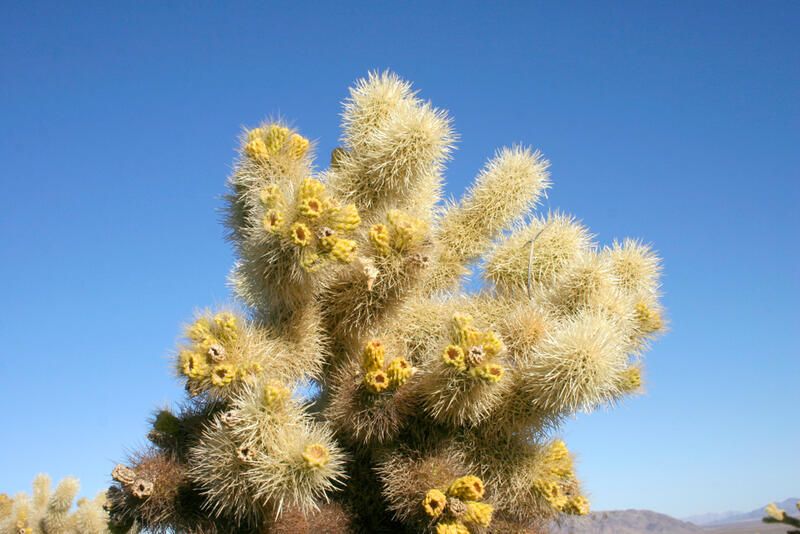 20 Desert Plants That Can Withstand Scorching Heat & Extreme Drought - Shrubhub