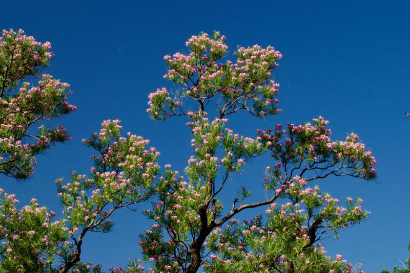 20 Desert Plants That Can Withstand Scorching Heat & Extreme Drought - Shrubhub