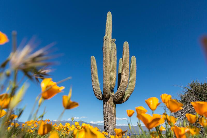 20 Desert Plants That Can Withstand Scorching Heat & Extreme Drought - Shrubhub