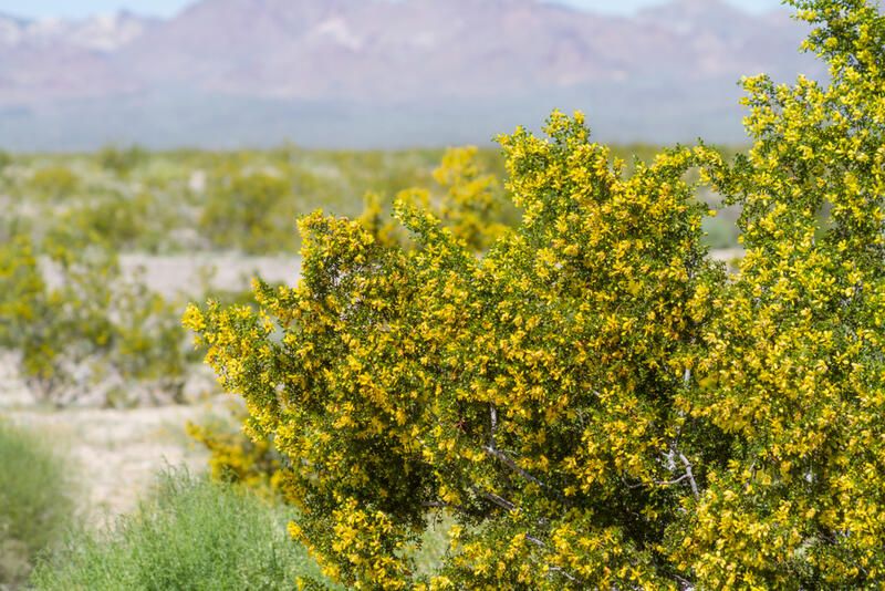 20 Desert Plants That Can Withstand Scorching Heat & Extreme Drought - Shrubhub