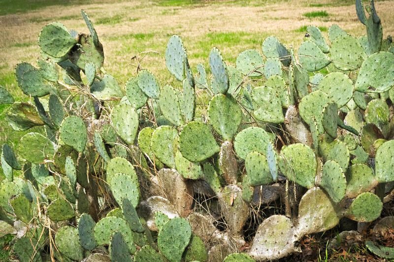20 Desert Plants That Can Withstand Scorching Heat & Extreme Drought - Shrubhub