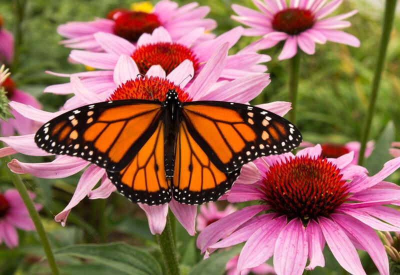 What Exactly Are Pollinators and Why Should You Care? - Shrubhub