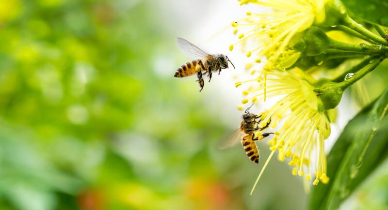 What Exactly Are Pollinators and Why Should You Care? - Shrubhub