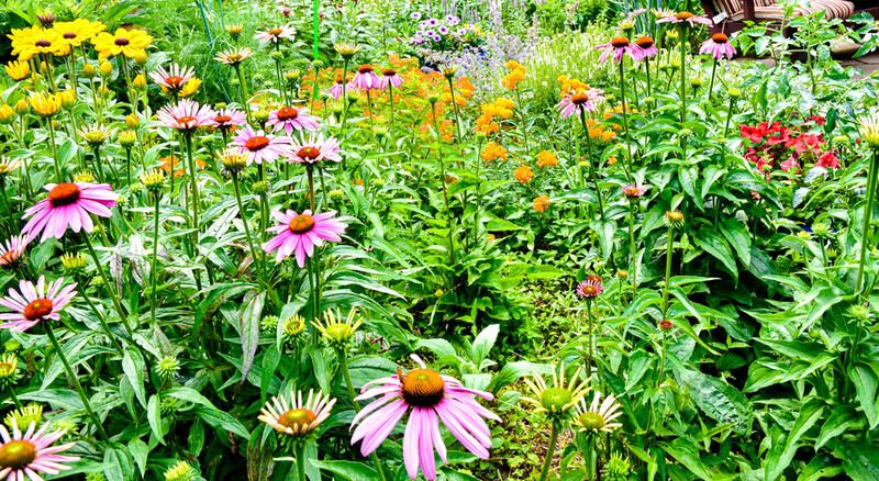 What Exactly Are Pollinators and Why Should You Care? - Shrubhub
