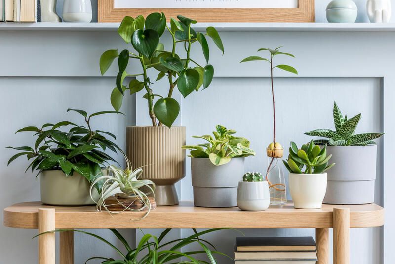 Bringing the Outdoors In: Your Indoor Garden Guide - Shrubhub