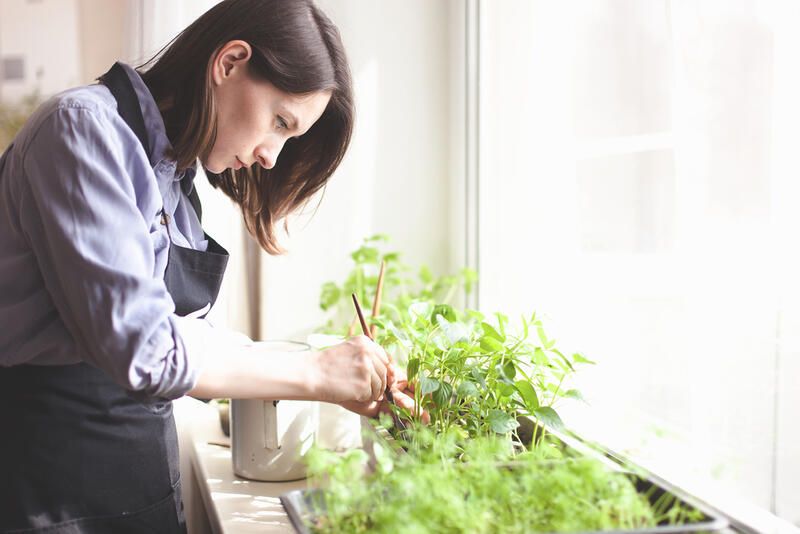 Bringing the Outdoors In: Your Indoor Garden Guide - Shrubhub