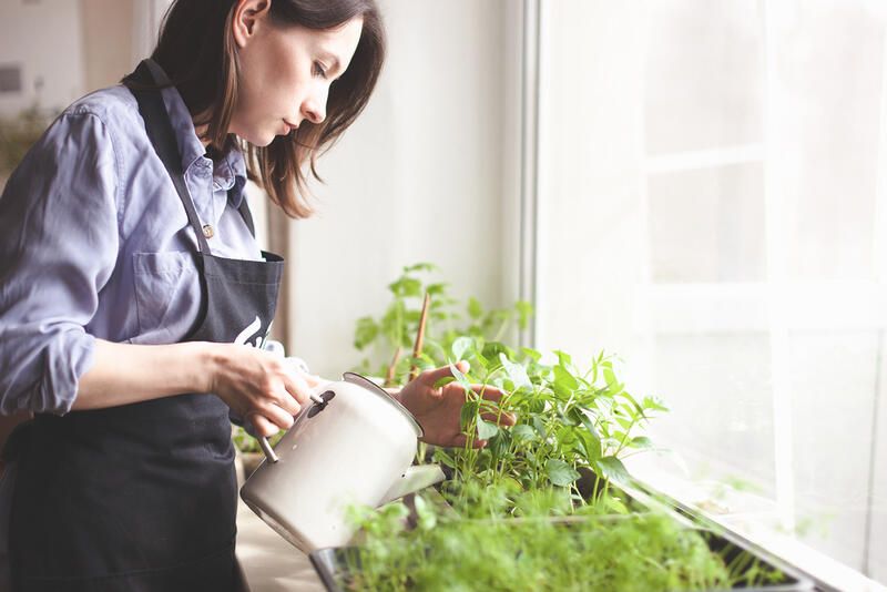 Bringing the Outdoors In: Your Indoor Garden Guide - Shrubhub