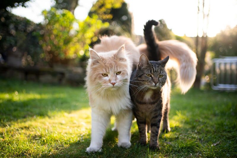 Can Cats Lose Their Meow? - TAILored Pet Services LLC