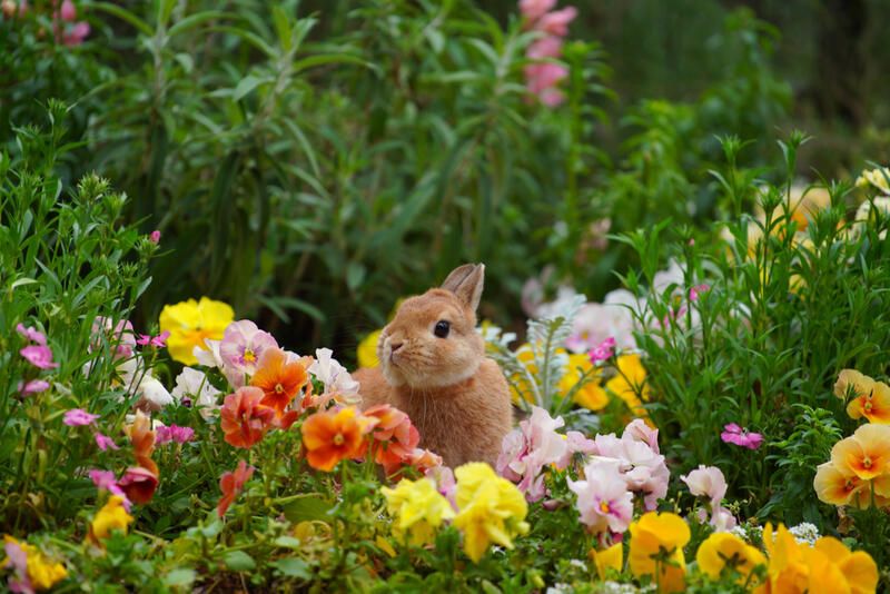 9 Plants to Grow in Your Rabbit Garden - Shrubhub