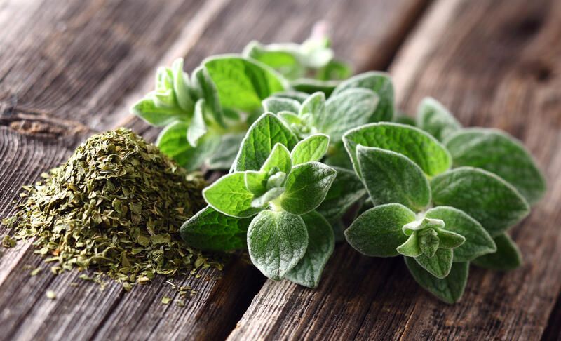 9 Plants to Grow in Your Rabbit Garden - Shrubhub