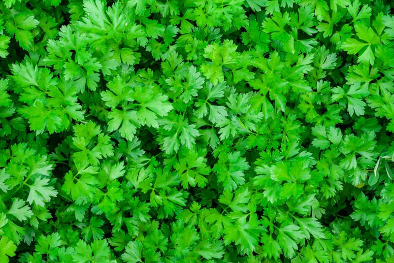 9 Plants to Grow in Your Rabbit Garden - Shrubhub