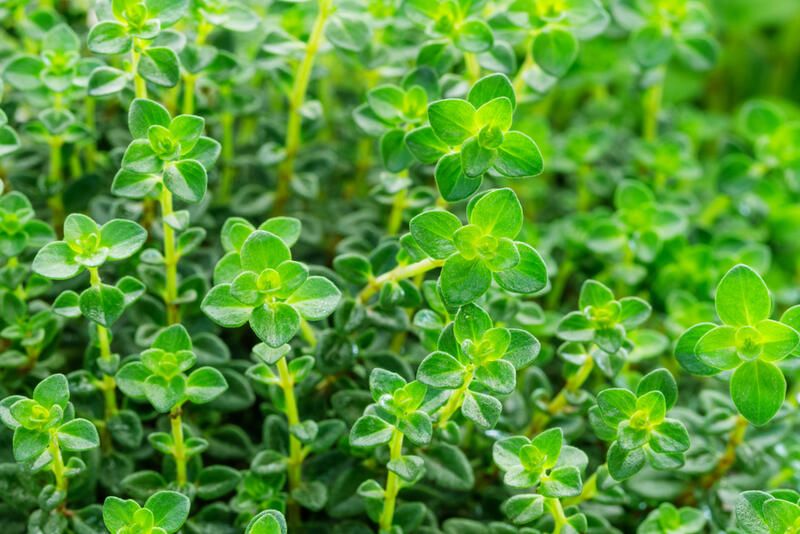 9 Plants to Grow in Your Rabbit Garden - Shrubhub
