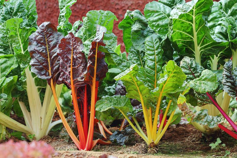 9 Plants to Grow in Your Rabbit Garden - Shrubhub