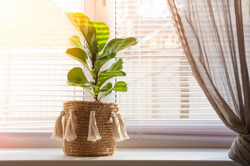 All You Need To Know About Fiddle Leaf Fig Trees & Their Care - Shrubhub