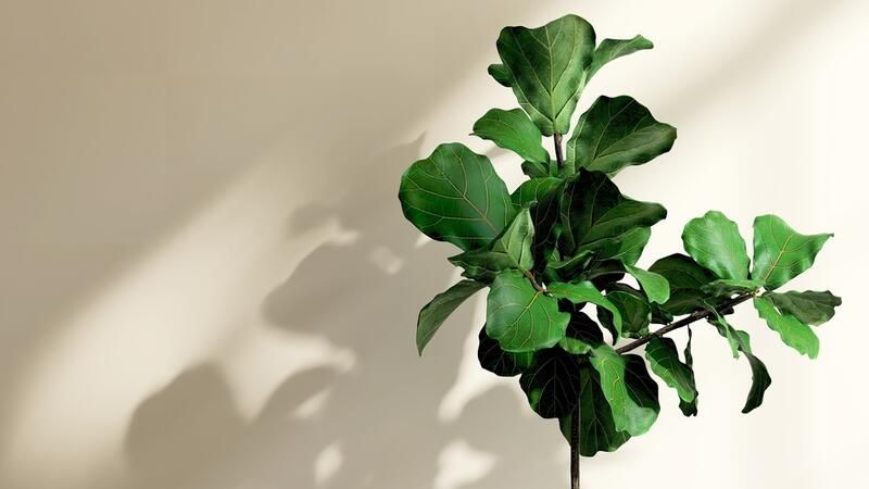 All You Need To Know About Fiddle Leaf Fig Trees & Their Care - Shrubhub