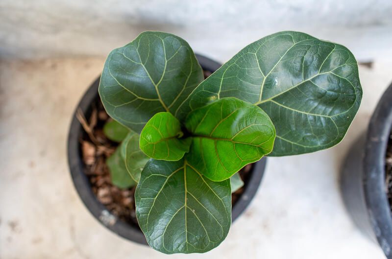 All You Need To Know About Fiddle Leaf Fig Trees & Their Care - Shrubhub
