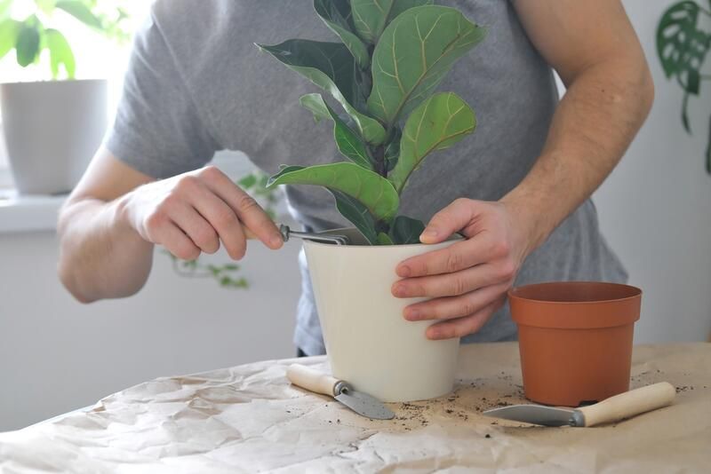 All You Need To Know About Fiddle Leaf Fig Trees & Their Care - Shrubhub